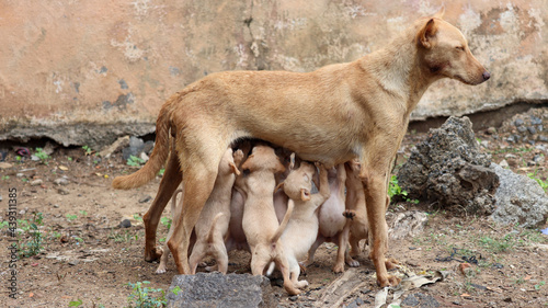 Mommy dog feeding its babies © Praveen