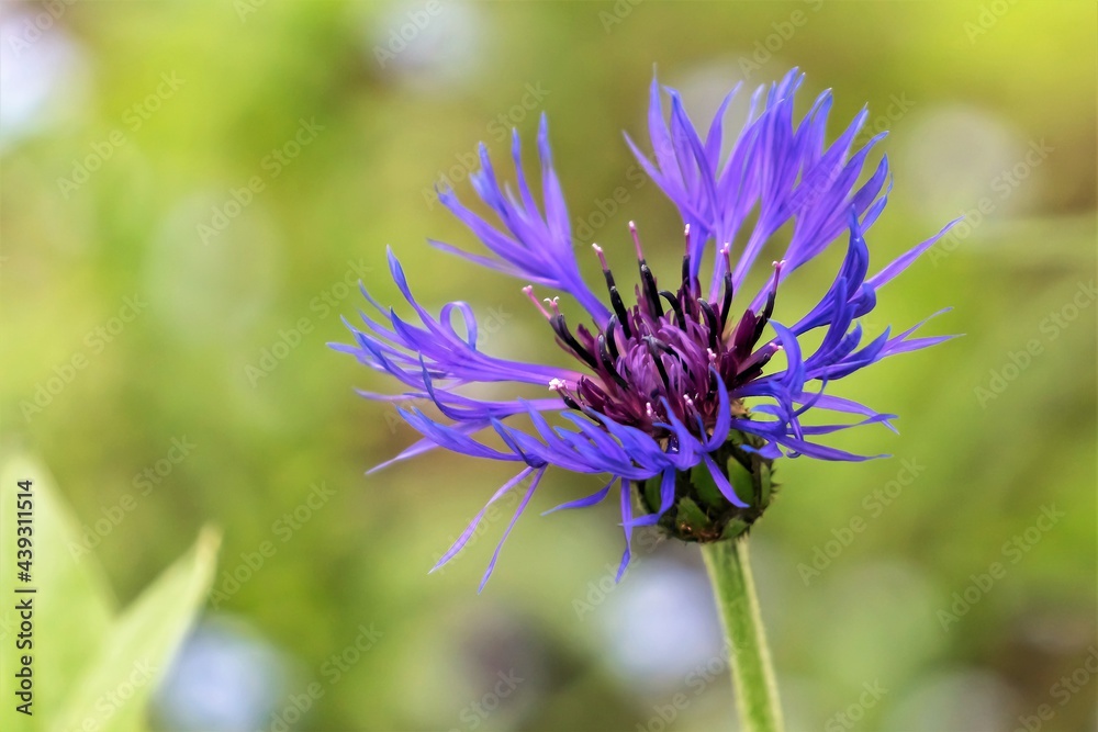 Bright blue cornflower flower on a blurred background. Bright blue cornflower flower on a blurred background.