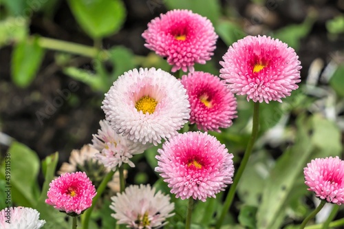 White and pink daisies close-up on a blurred background.