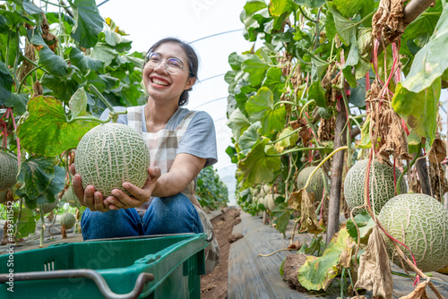 Woman holding a green orgranic melons fruit or cantaloupe in melons farm plant green house. © Yellow Boat