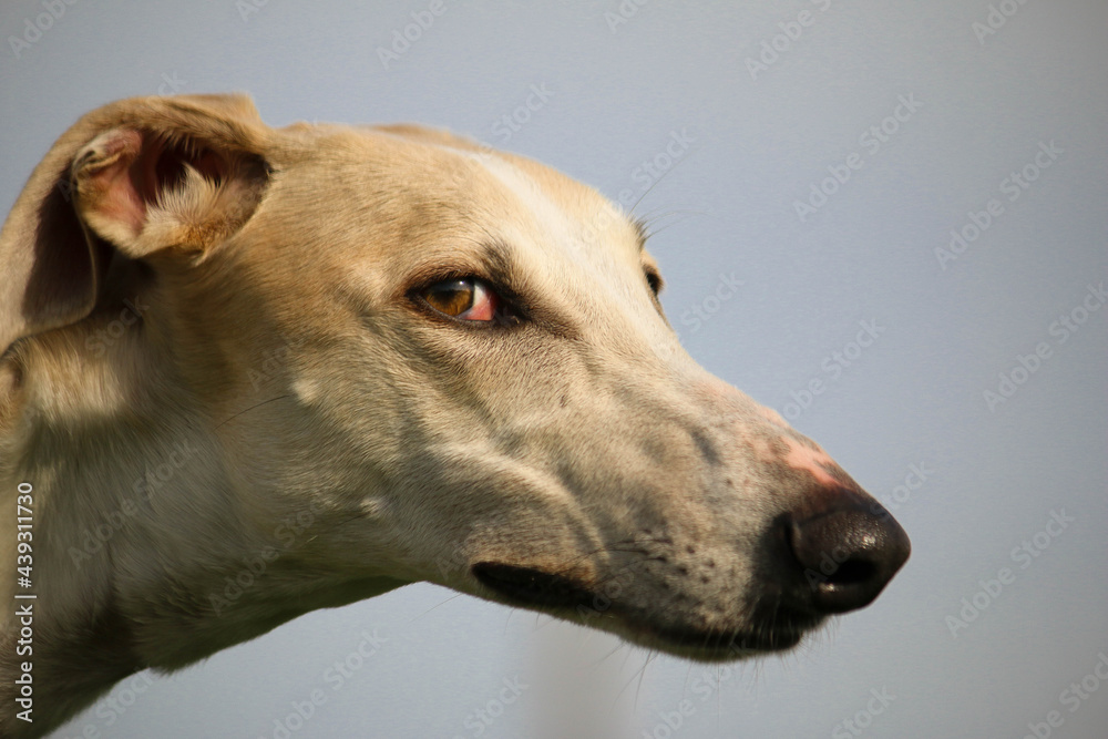  beautiful side view head portrait of a galgo in a rape seed field