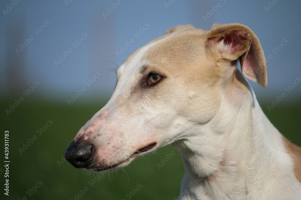  beautiful side view head portrait of a galgo in a rape seed field