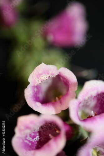 Purple flower blossom close up background digitalis purpurea family plantaginaceae high quality big size print