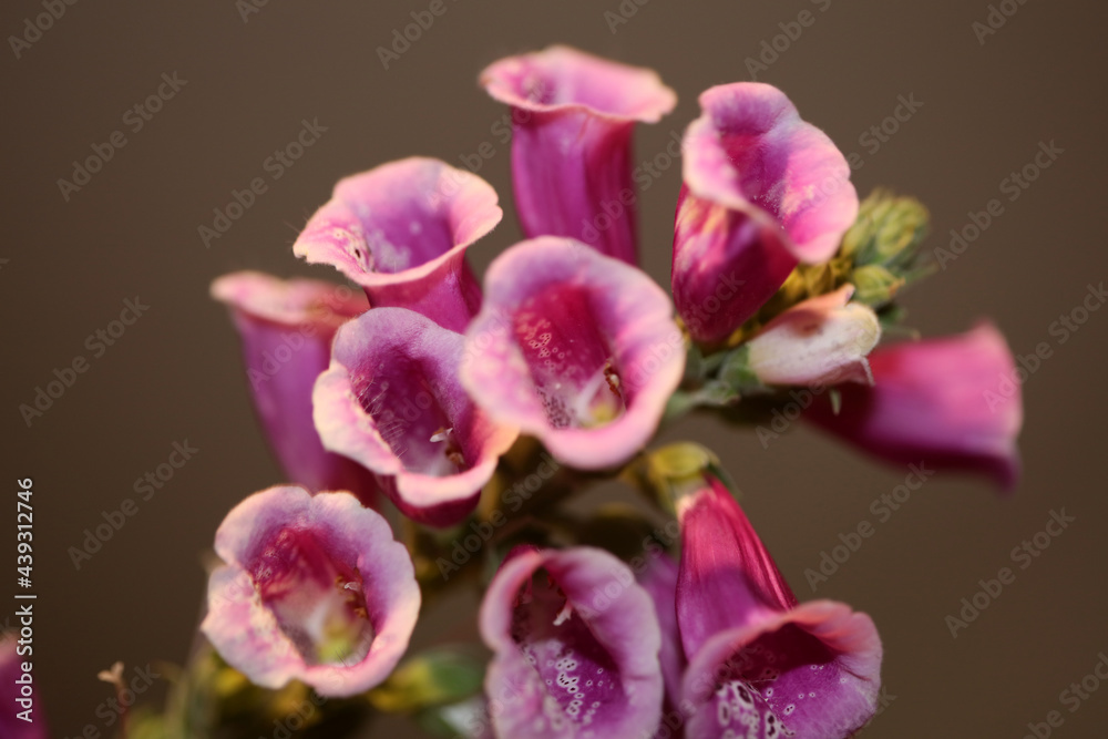 Purple flower blossom close up background digitalis purpurea family plantaginaceae high quality big size print Purple flower blossom close up background digitalis purpurea family plantaginaceae high quality big size print