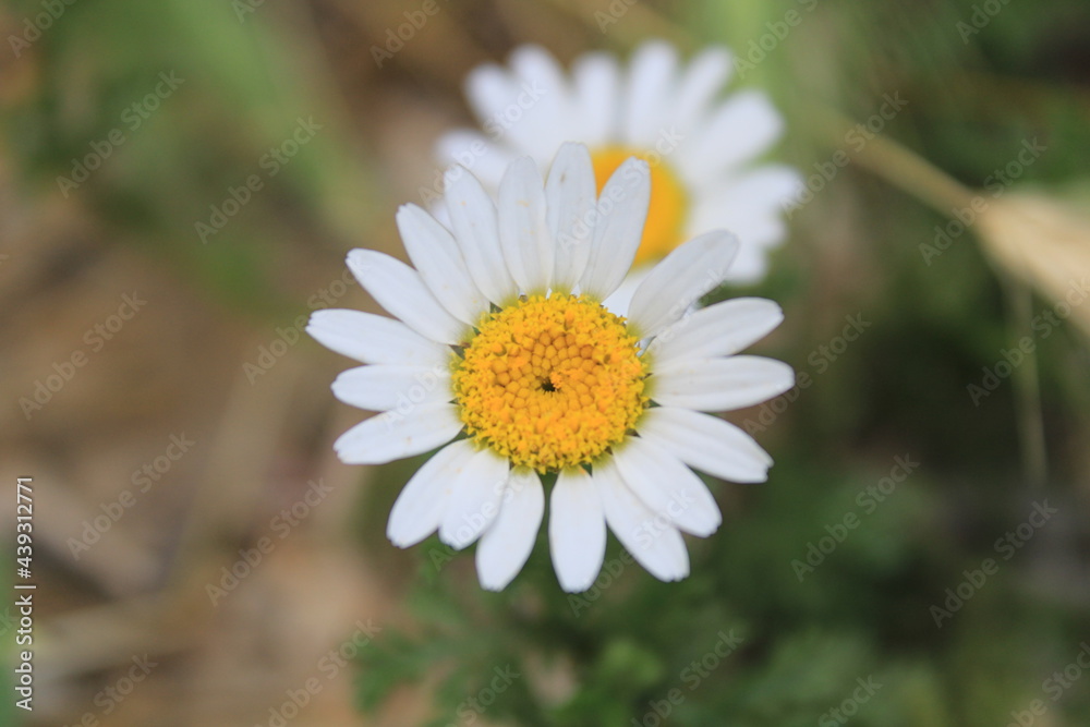 daisy in nature
