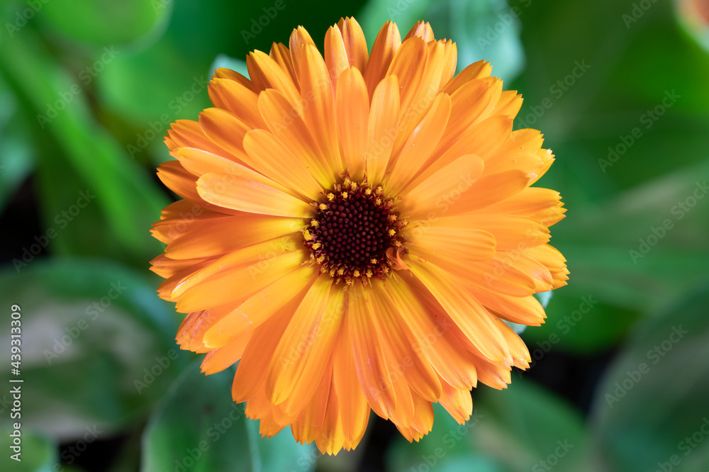 marigold (Calendula officinalis) calendula flower marigold (Calendula officinalis) calendula flower