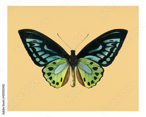 Vintage green birdwing (Ornithoptera priamus) illustration wall art print and poster. photo