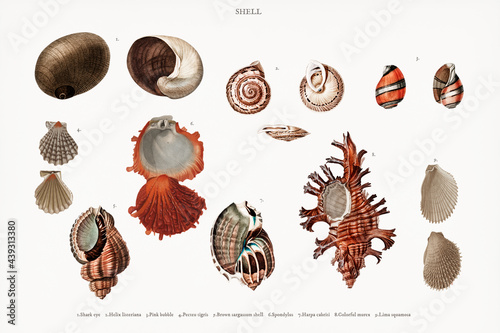 Different types of mollusks illustrated by Charles Dessalines D&#39; Orbigny (1806-1876). Digitally enhanced from our own 1892 edition of Dictionnaire Universel D&#39;histoire Naturelle.
