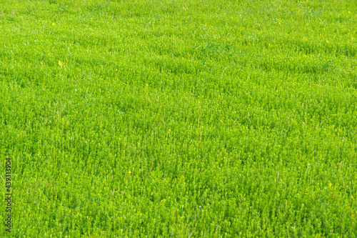 Bright green unmowed lawn in the early morning light.