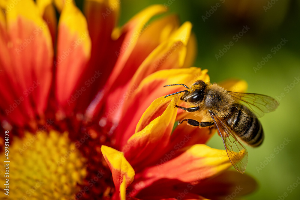 Bee on a orange flower collecting pollen and nectar for the hive Bee on a orange flower collecting pollen and nectar for the hive
