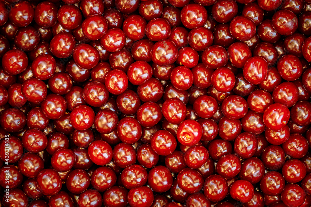 Background of ripe organic sour cherries in the sun Background of ripe organic sour cherries in the sun