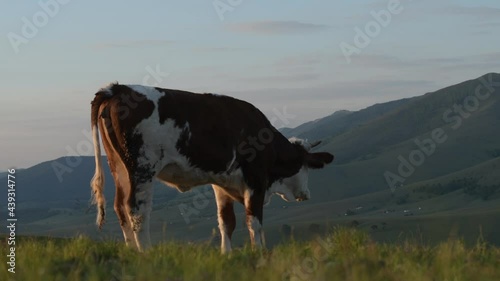 Young cow bull urinating at pasture land in morning