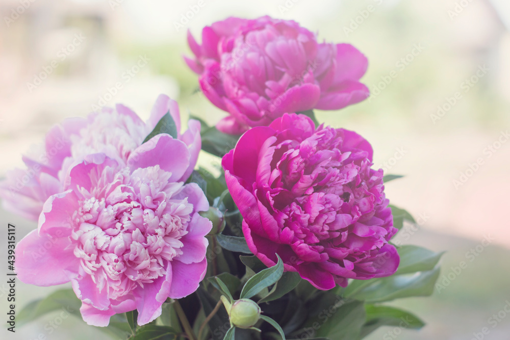 Close-up of peony buds. Floral background.
