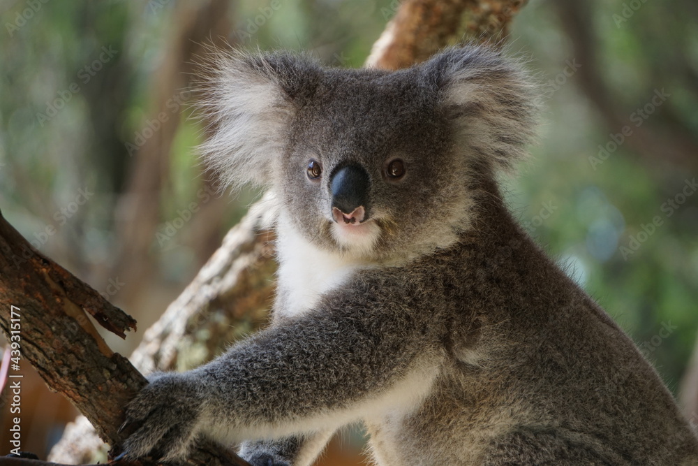 Cute koala on the tree. Cute koala on the tree.