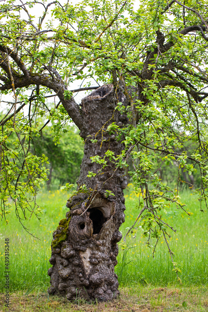 Fototapeta premium Bark disease
