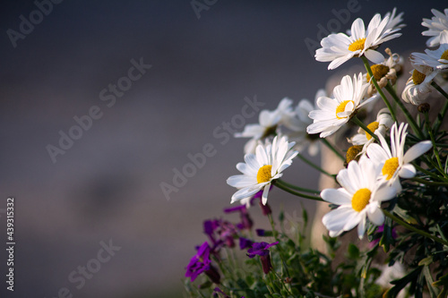 Flowers White and Purple