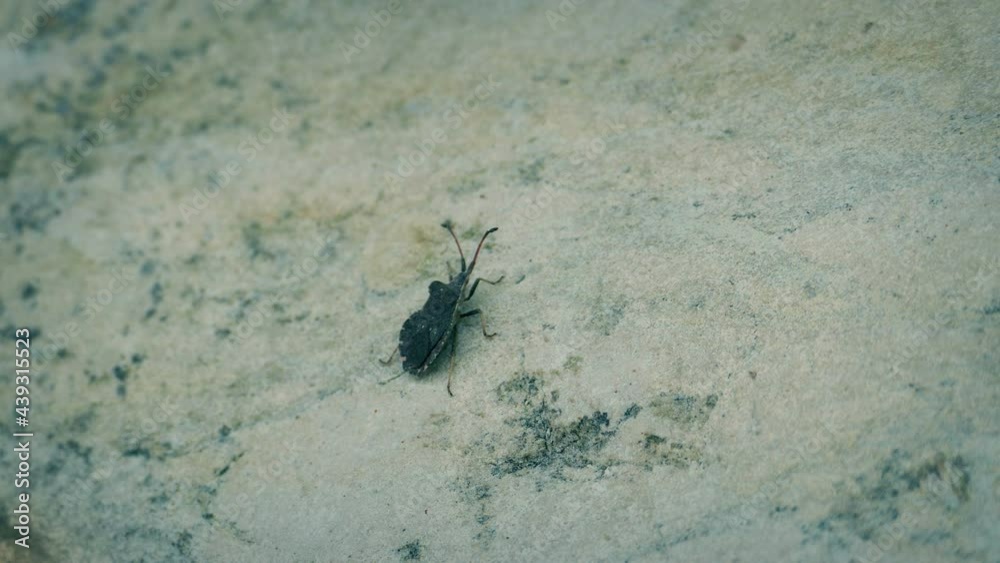 Insect On Beach Rocks Moving And Jumping Off Insect On Beach Rocks Moving And Jumping Off