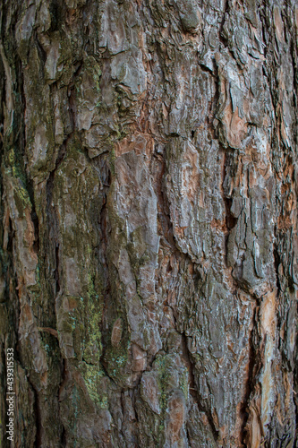 Fototapeta Naklejka Na Ścianę i Meble -  Tree bark in macro