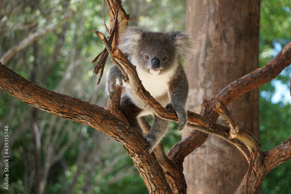 Obraz premium Cute koala on the tree.