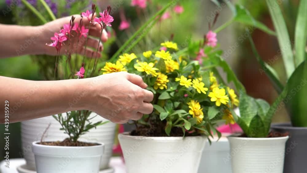 Close up hand farmer. Woman care plant and tree in garden. Asian people hobby and freelance gardening outdoor sunny nature background. Happy and enjoy in spring and summer day