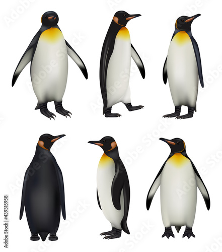 Penguins. Antarctica wildlife king penguins in realistic style cold environment decent vector illustrations