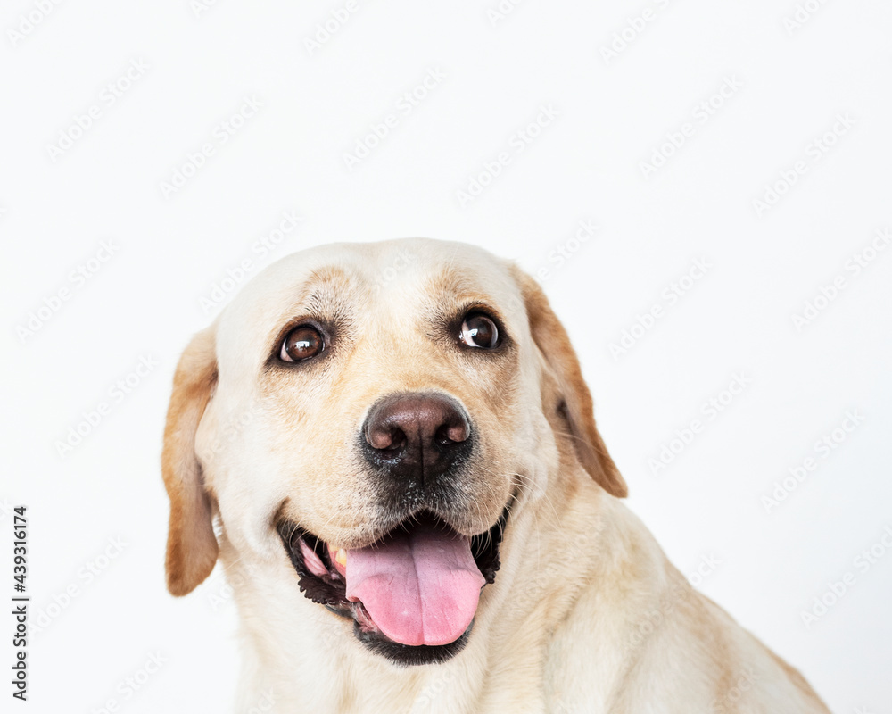 Portrait of a Labrador Retriever dog Portrait of a Labrador Retriever dog