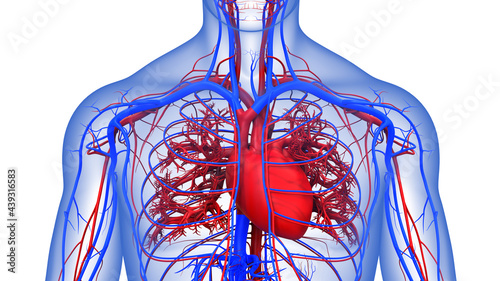 Human Circulatory System Heart Anatomy photo