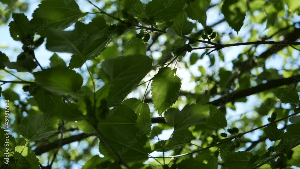Sunlight beaming through morus tree branches and green leaves in spring Sunlight beaming through morus tree branches and green leaves in spring