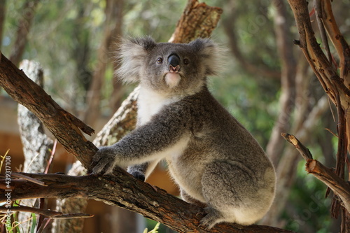 Canvas Print Cute koala on the tree.