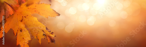 An autumn leaf background of fall yellow foliage of an autumn landscape that could be used for Thanksgiving.