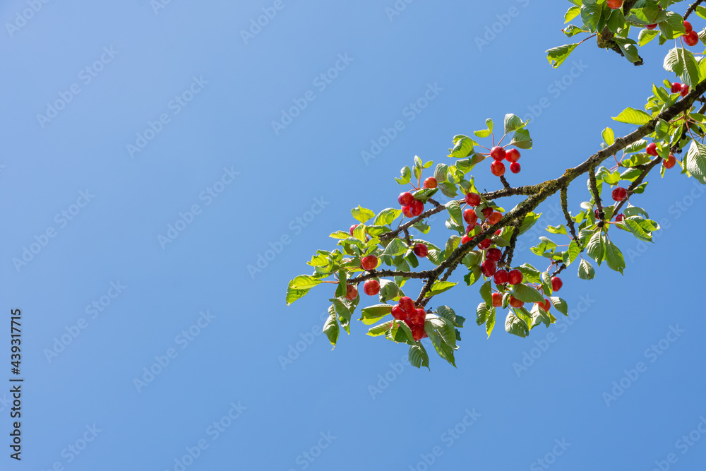Cherry tree with branches with view into the blue sky Cherry tree with branches with view into the blue sky