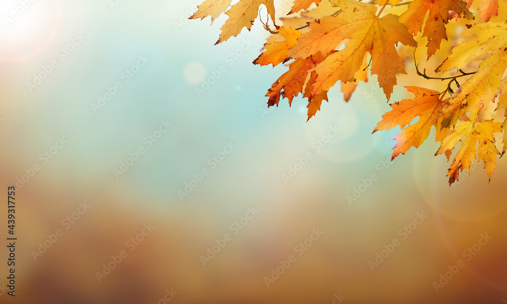 An autumn nature, fall background of blurred foliage and tree leaves with blue sky in an autumn landscape that could be used for Thanksgiving.