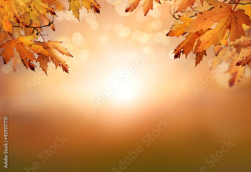 An autumn nature  fall background of blurred foliage and tree leaves at sunset in an autumn landscape that could be used for Thanksgiving.