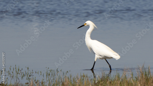Great egret hunting in a shallow salt marsh