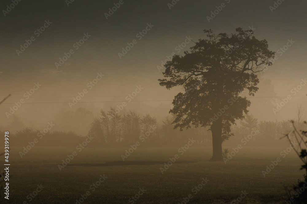 Autumn morning landscape with oak tree (Quercus robur)