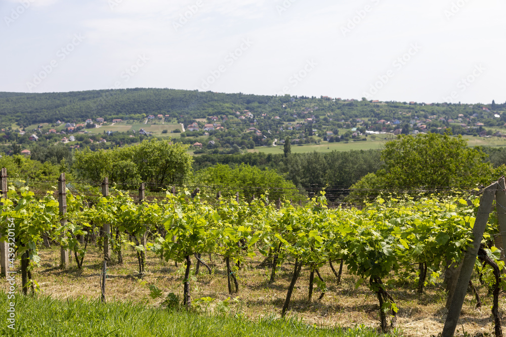 Weinbaugebiet in Ungarn