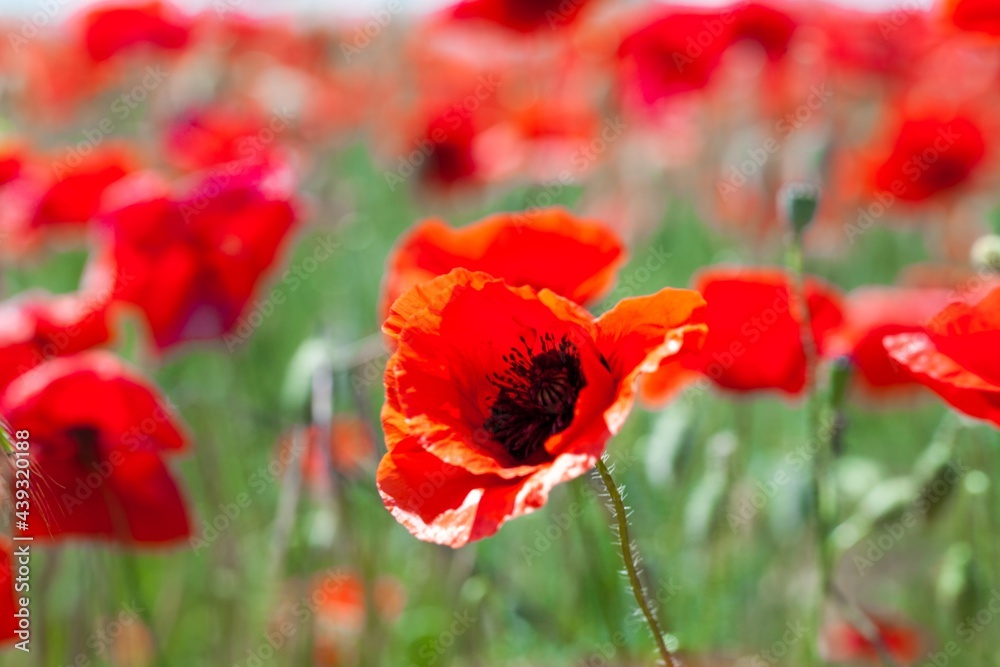 Obraz premium Red poppy flowers in a field