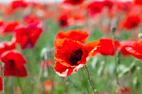 Red poppy flowers in a field