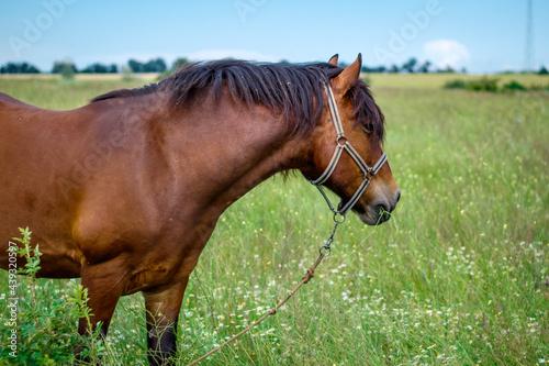 amazing horse in the field