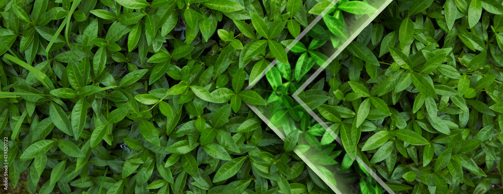 Fototapeta premium Natural background from juicy green leves with drops after rain.