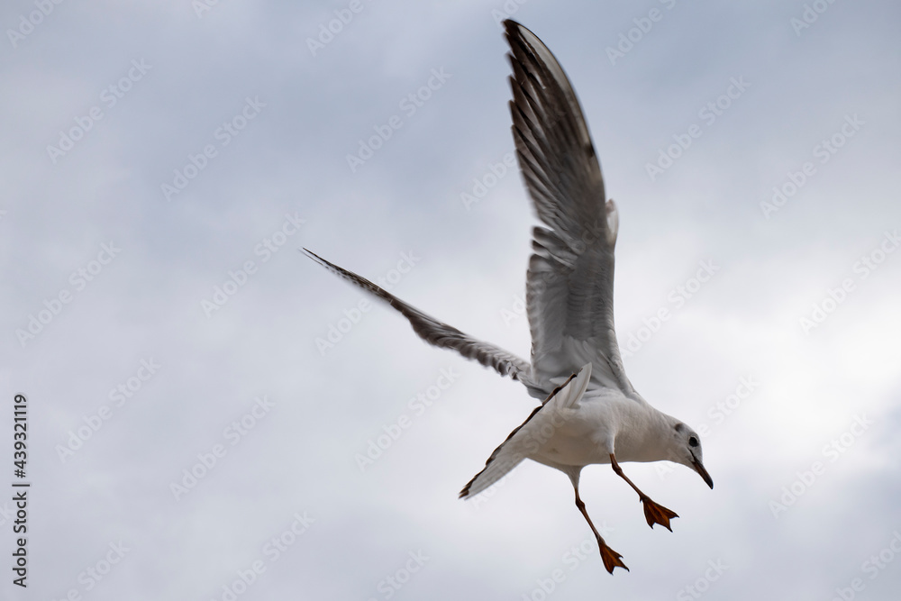 Fototapeta premium mouette - 220