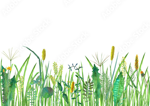 Meadow wild flowers, herbs,...