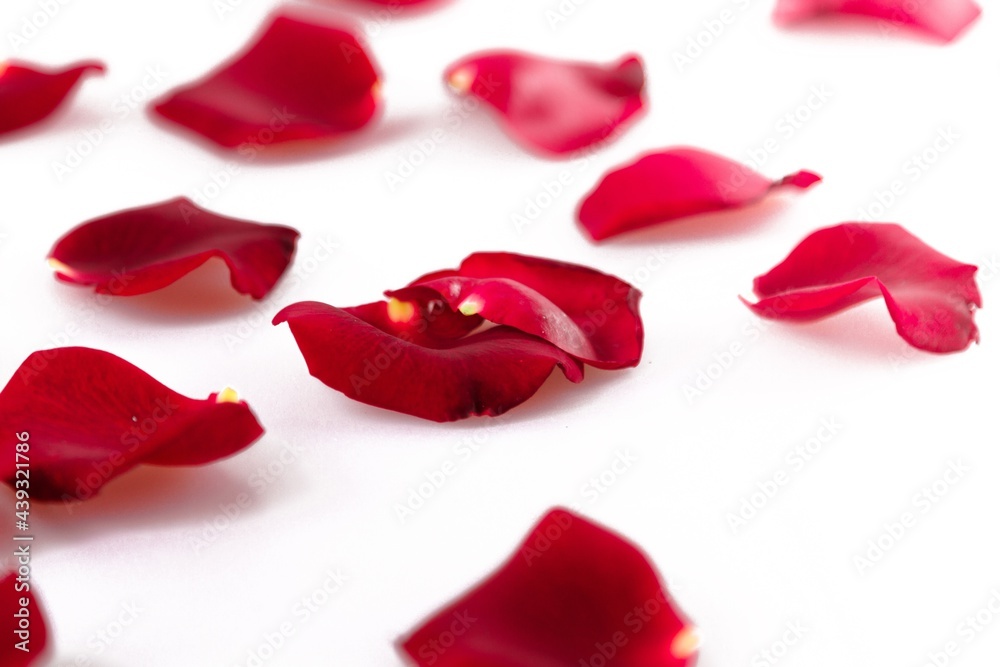 Fototapeta premium Red rose petals