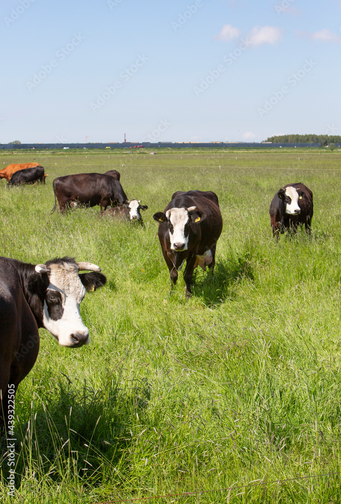 black blaarkop cows in meadow with long grass in the netherlands
