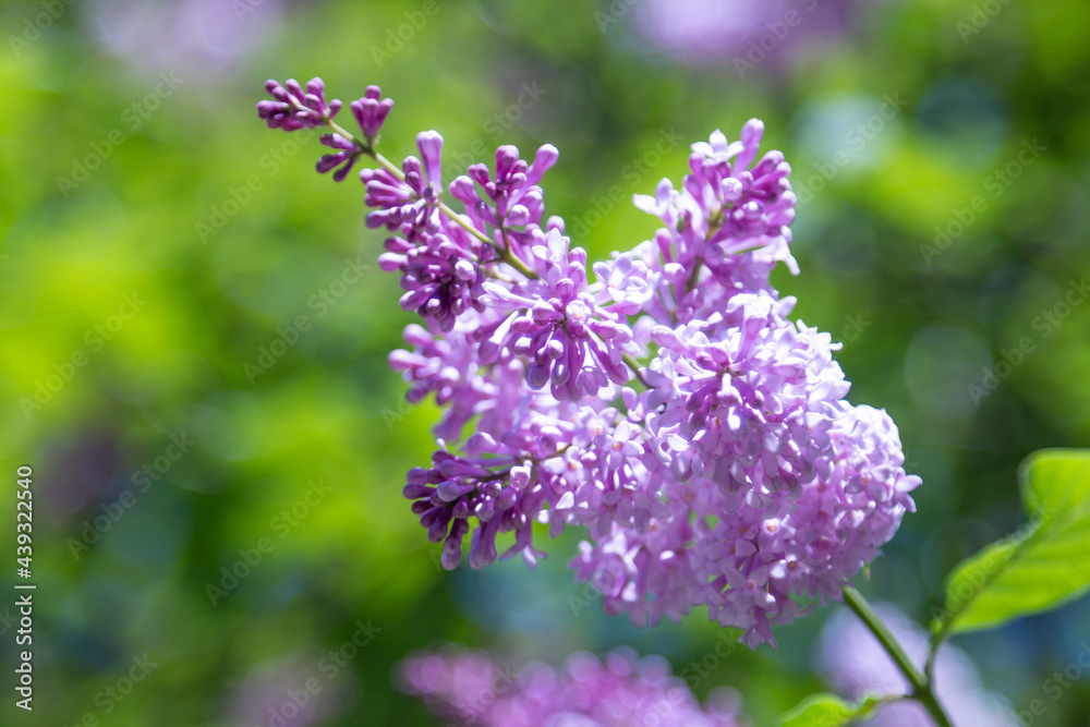 Blooming lilac flowers of the Syringa bush. Blooming shrub. Blooming lilac flowers of the Syringa bush. Blooming shrub.