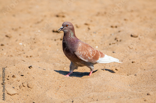 City pigeon on the beach. Urban animals, birds.