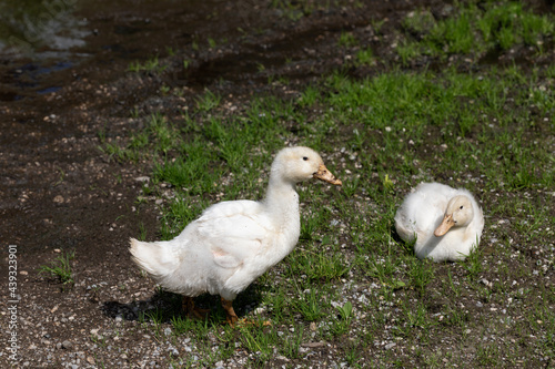 Zwei junge Enten auf einem Bauernhof