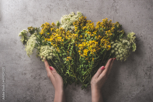 Fotografia Women hands holding various medical herbs on gray concrete dark rustic table  background, top view