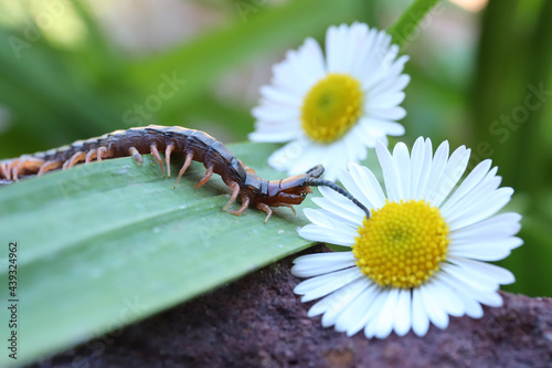 centipede at spring © Craig