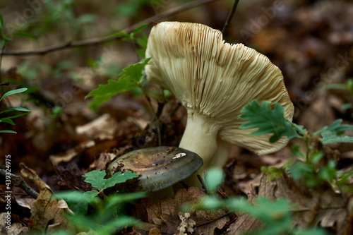 Charcoal burner mushroom